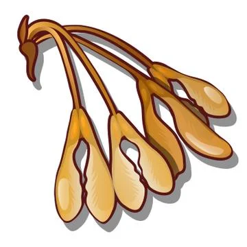Ripe maple seeds isolated on white background. Vector cartoon close-up Stock Illustration