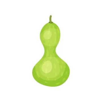 Ripe marrow squash or courgette. Fresh green vegetable. Organic farm product Stock Illustration