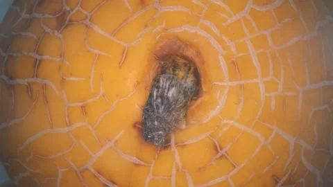 Ripe melon close up Stock Footage 142241117