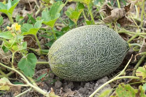 Ripe melon in the garden Stock Photos