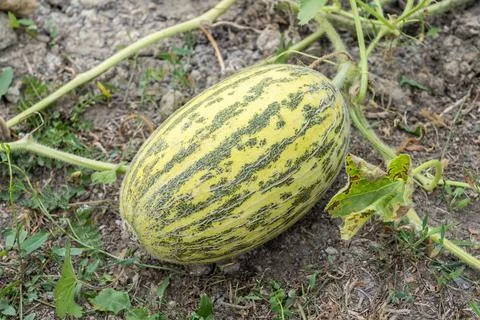 Ripe melon in the garden Stock Photos