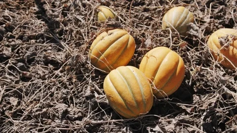 Ripe melons lying in a field, waiting to be harvested. Stock Footage 323316113