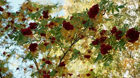 Ripe mountain ash berries on a tree branch with yellow and green leaves, autumn Stock Footage 346636598