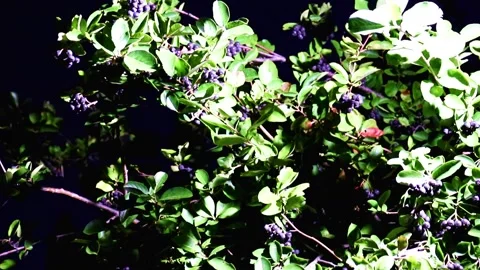 Ripe mountain ash Stock-Footage 324773720