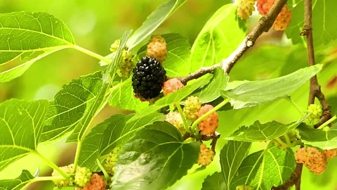 Ripe Mulberries Stock Footage 160242843