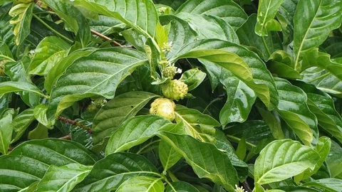 Ripe noni tree frui. Video stock 100494048