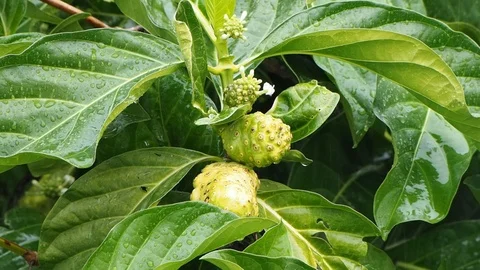 Ripe noni tree fruit.. Stock Footage 100493474
