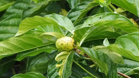 Ripe noni tree fruit. 動画素材 100494081