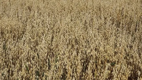 Ripe oat field before harvesting Stock Footage 116014797