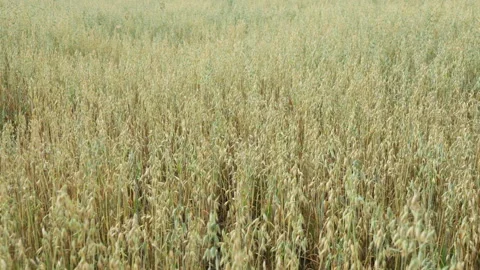 Ripe oat field sways in the wind during harvest season on an organic farm Stock Footage 339363124