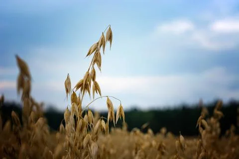 Ripe oats in the field against the sky Stock Photos
