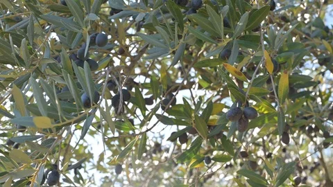 Ripe Olive on a tree Stockbeeldmateriaal 119723258