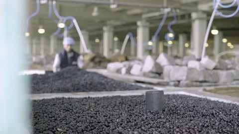 Ripe Olives for Extracting Extra Virgin Olive Oil, Slider Video stock 76518069