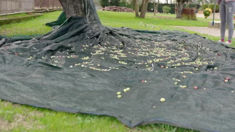 Ripe olives falling down on harvest net under the tree, gathering autumn harvest Stock Footage 149525802