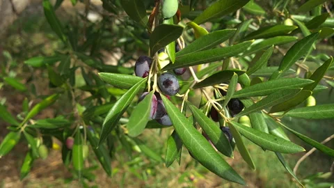 Ripe olives growing on an olive tree ready for harvesting. Stock Footage 255380550
