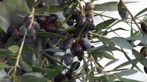 Ripe olives growing on tree branches in natural environment. Ideal for olive oil Stock Footage 332875956