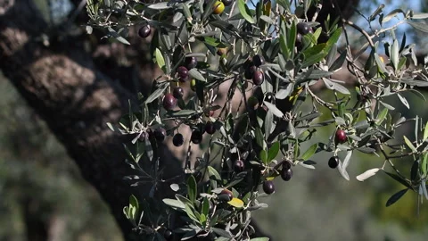 Ripe olives move on the branches, blown by the wind. Stock Footage 319528069