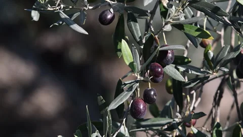 Ripe olives move on the branches, blown by the wind. Video stock 342340161