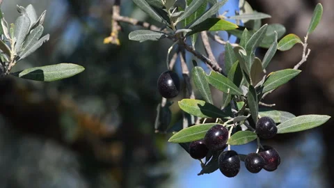 Ripe olives move on the branches, blown by the wind. Video stock 342340165