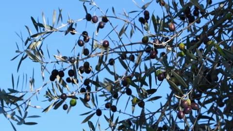 Ripe olives move on the branches 스톡 동영상 342340146