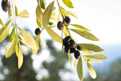 Ripe olives Stock Photos