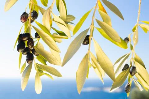 Ripe olives Stock Photos