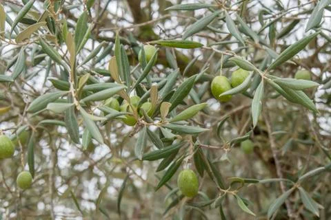 Ripe olives on the tree Stock Photos