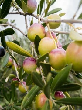 Ripe olives on tree Stock Photos