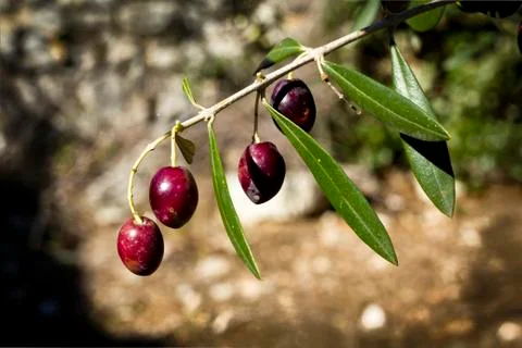 Ripe olives on the tree Stock Photos