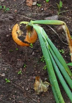 Ripe onion bulb Stock Photos