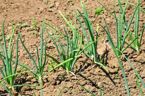 Ripe onion. Foto stock