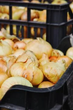 Ripe onions Stock Photos