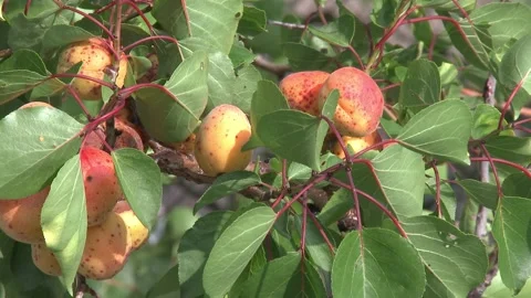 Ripe orange apricots on a tree branch in an organic orchard, bathed in soft.. Video stock 330478580