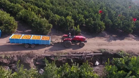 Ripe orange fruit and next to it a tractor that loads the oranges Stock Footage 139537115