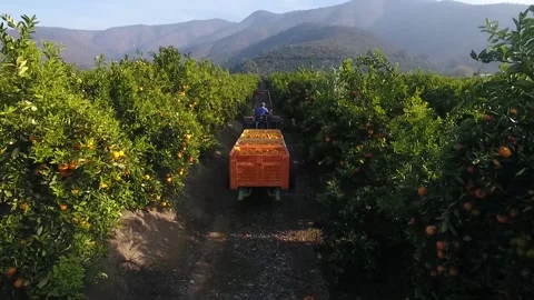Ripe orange fruit and next to it a tractor that loads the oranges Stock Footage 139537165