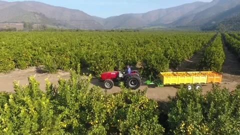 Ripe orange fruit and next to it a tractor that loads the oranges Stock Footage 139537792