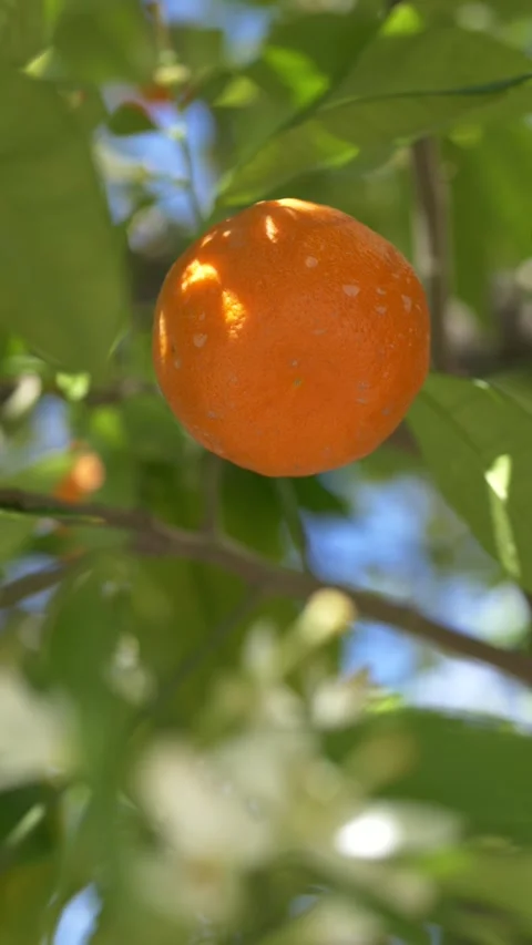 Ripe orange fruit Citrus sinensis hanging on tree branch in sunlight. Orange Stock Footage 331995312