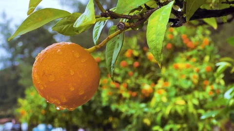 Ripe Orange Fruit hanging on a tree. Close Up of Fresh Citrus. Harvest time Vidéo 264735249