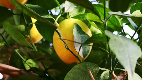 Ripe orange fruit hanging on tree with leaves in the citrus garden plantation Stock Footage 270474497