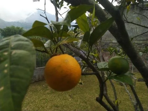 Ripe Orange Fruit Hanging on a Tree Branch with Green Leaves. Stock Photos