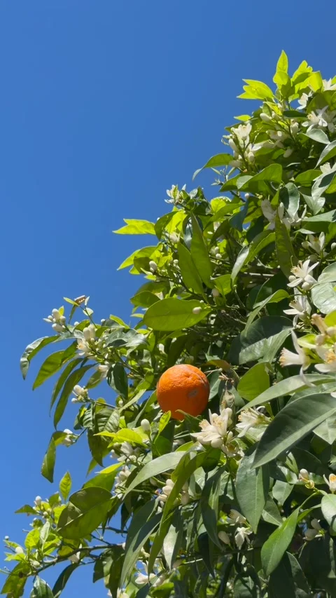Ripe orange fruit hangs on blooming citrus tree with white flowers and green Stock Footage 334704260