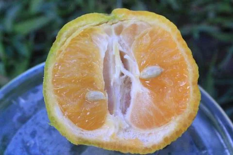 Ripe Orange fruit Stock Photos