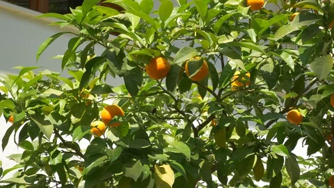 Ripe orange fruit on a tree Stock Footage 127706545