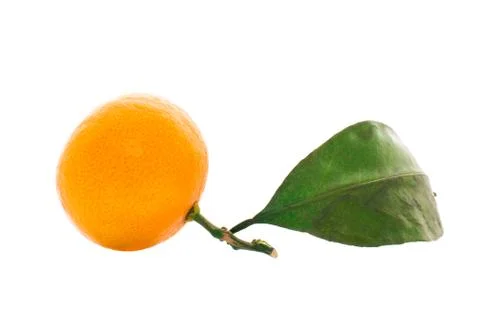 Ripe orange mandarins on a branch Stock Photos