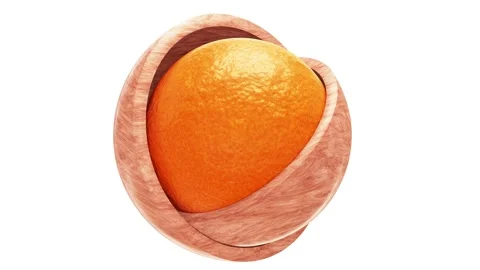 Ripe orange peel sphere inside of two polished wood hemispheres Stock-Footage 220793147