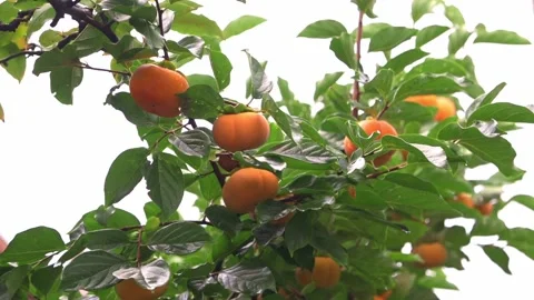 Ripe Orange Persimmons Hanging on Tree Branch Stock Footage 339657118