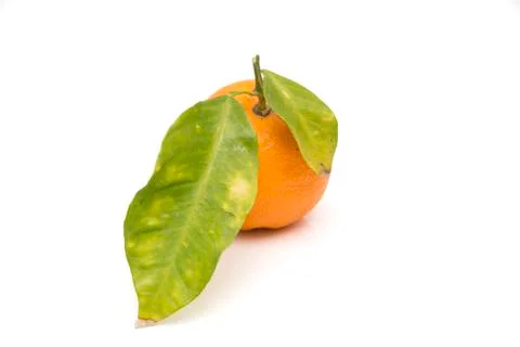 Ripe orange Stock Photos