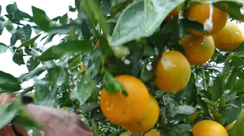 Ripe Orange Picked From Tree Video stock 47373809