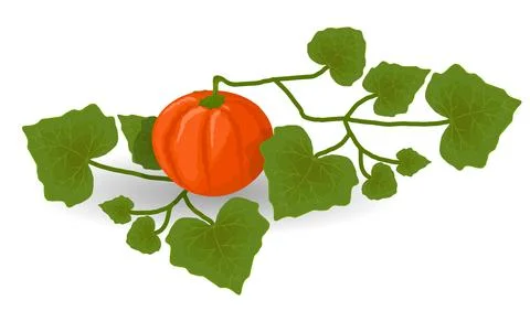 A ripe orange pumpkin on a bush with large, wavy, green leaves. White backgr Stock Illustration