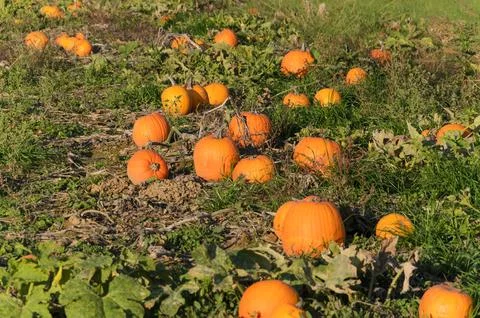 Ripe orange pumpkins in autumn patch Stock Photos